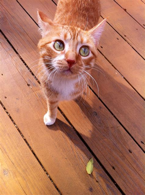my kitty chasing leaves on a windy day | Cat life, Kittens ...