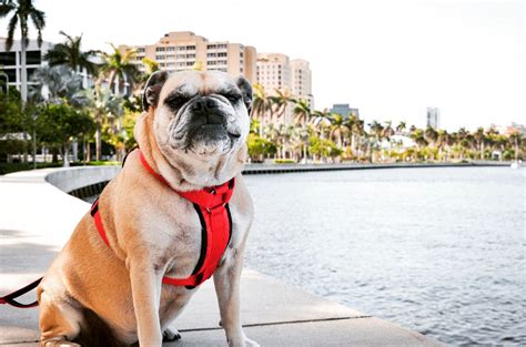 Browse thru english bulldog puppies for sale near palm springs, california, usa area listings on puppyfinder.com to find your perfect puppy. Pin by Hazelwong on Palm Beach, Florida Jan 27 | Palm ...