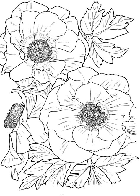 There are different types of flowers. Flower Coloring Pages for Adults - Best Coloring Pages For ...