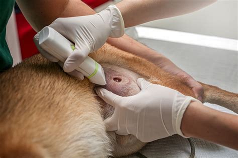Infected bite wounds should be cultured to help guide future antibiotic therapy. Wounds in dogs and cats