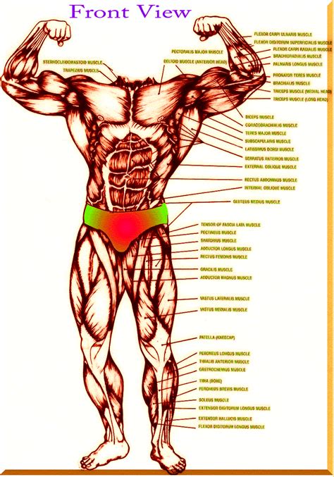 This is a table of skeletal muscles of the human anatomy. Scott Tischler unveils the secrets to rapid muscle ...