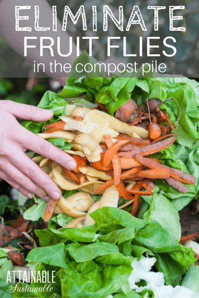 Once your space is finally clear of the flies, it's time to make sure they stay gone for good. How to Get Rid of Fruit Flies in Compost Piles | Fruit ...