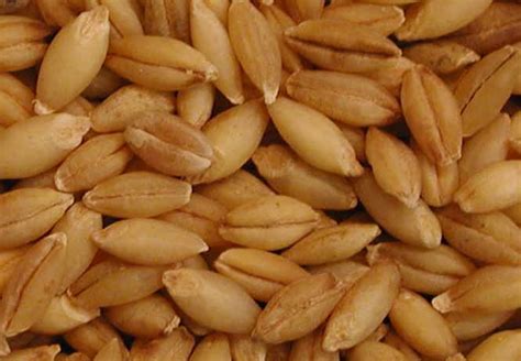Bake the bread, rotating once, until lightly browned and bottom of roll sounds hollow. Barley - Ingredients Descriptions and Photos - An All ...