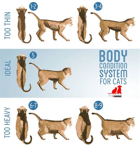 Pets' energy (calorie) needs to maintain a healthy weight for their life stage depends upon several factors. Here is a cat poster for ideal weight vs... - Paragon ...