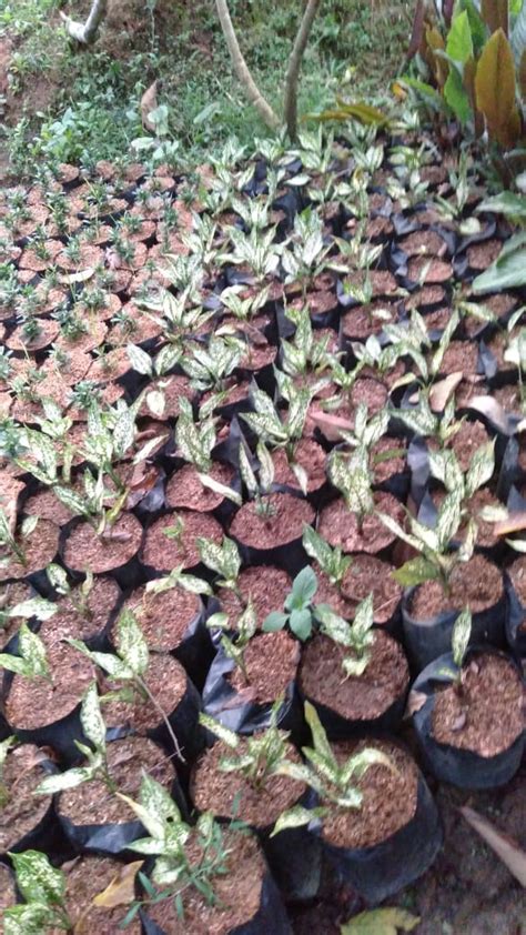 PETANI TANAMAN HIAS KOTA SEMARANG ~ SINOX NURSERY