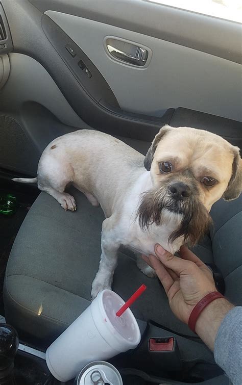 Buzz cut for receding hairline. Homer after a buzz cut : Shihtzu