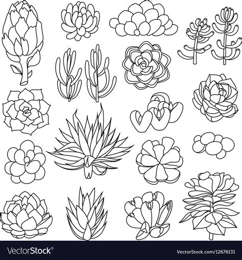 Cactus vector cactus black and white by irinashishkova. Isolated black outlines of succulents Royalty Free Vector