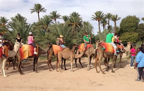 Except that you are going to make a trip to the desert, in which case you will ride a camel to get to the camp, the easiest way to do it is by visiting the palm grove of marrakech, since it is also a beautiful place. Adventure in palm grove by Camel : Activities And Things ...