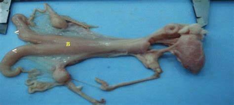 Animal anatomy | part 1. Show the uterus of female reproductive tract in the sheep (A)Horns (B )Body | Download ...