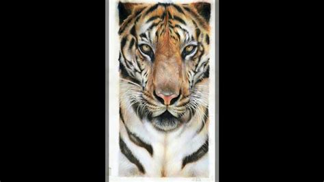 Today is a worldwide tiger's day, congratulations all tigers! How to draw a Bengal Tiger in pencil - Nick Day - YouTube