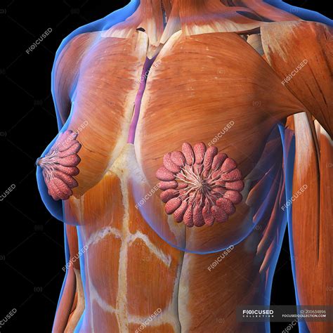 The serratus anterior is located more laterally in the chest wall and forms the medial border of the axilla region. Ilustraciones - fotos e imágenes de stock sin royalties ...