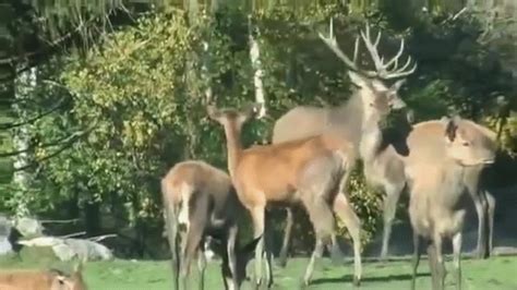 Dads rough bb bang a slutboy. Mating Humping Rough Animal Deer Hard on Make a GIF