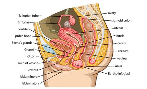 This article looks at female body parts and their functions, and it provides an interactive diagram. Diagrams of Female Reproductive System