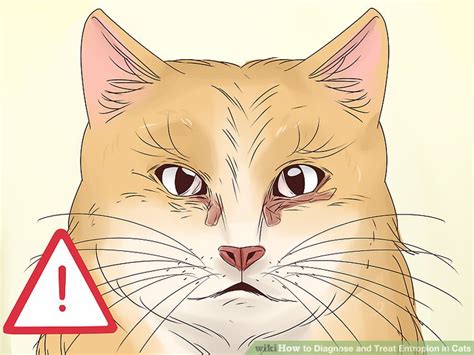 This is one case where control of the underlying cause is critical since herpes. How to Diagnose and Treat Entropion in Cats: 11 Steps