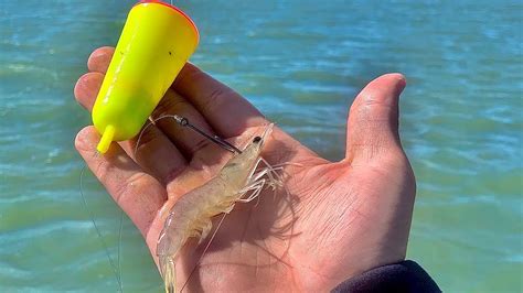 A perfectly cooked shrimp is firm enough to curl without being constricted, and it has an opaque pinky color with a sheen. Best Way To Catch Redfish With Live Shrimp (On Windy ...