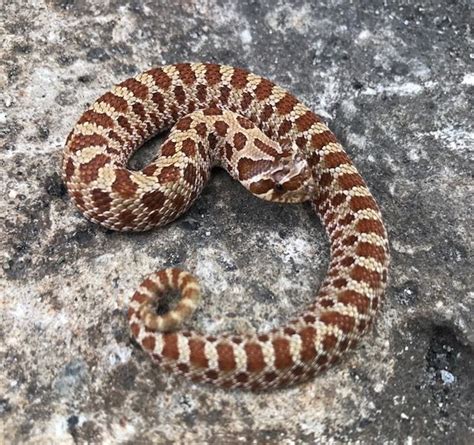 Because they eventually stopeating the food thatyou give room and make enough room to eat it's owner. Pastel Western Hognose Snake for sale | Snakes at Sunset