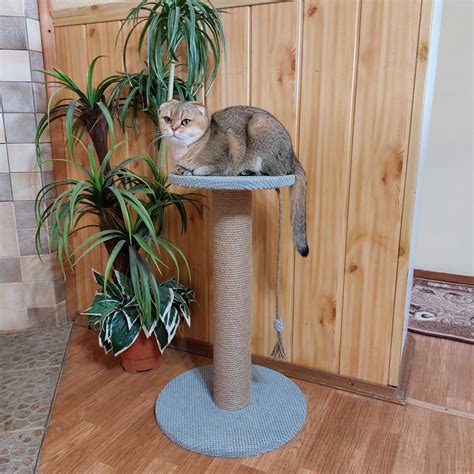 Кошачья когтеточка столбик с полочкой для кошки котят 64см серая от ...