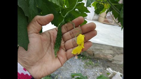 Variation among 25 lines for days to 1st female flower. Male and Female Bitter Gourd flower - How to Identify ...