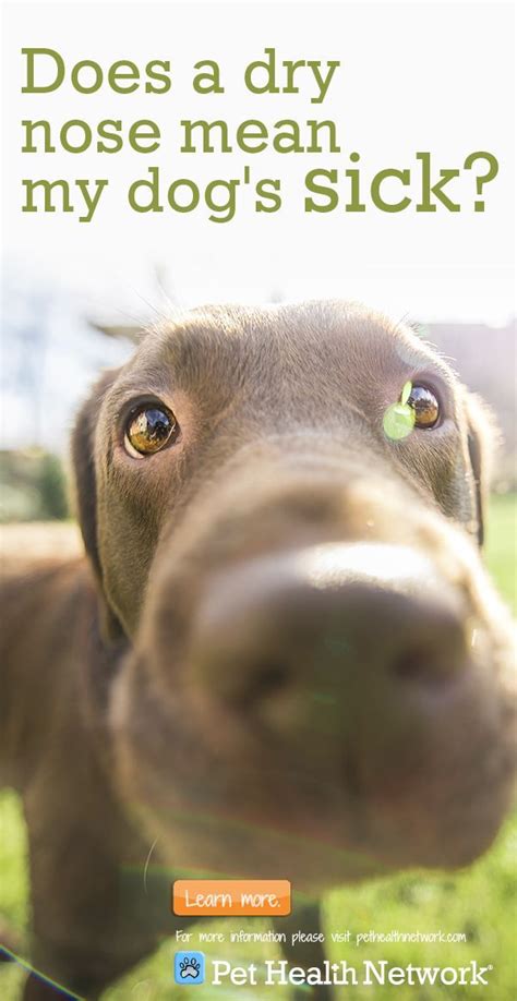 The phrase refers to a small initial step that will almost surely be. Does a Dry Nose Equal A Sick Dog? | Dry nose, Pet health ...