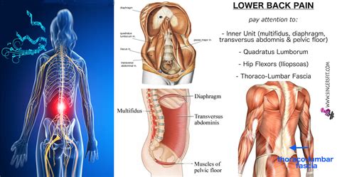 While most people will pull a muscle in their lower backs at some point, these injuries usually heal within several days. Singing & Lower Back Pain - SingersFit