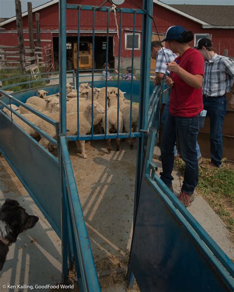 Sep 18, 2010 · famacha eye color test. It takes a community to raise healthy sheep! - Good food World