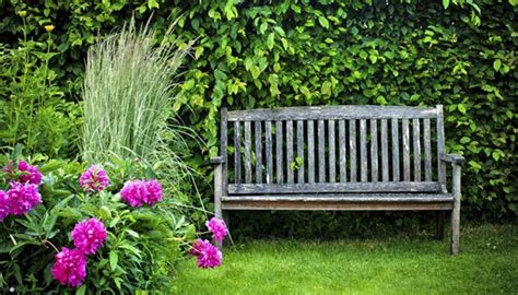 Auf bäume und sträucher kann man in einem garten nur. Hecken und Sträucher im Garten