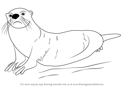 Easy marine animals to draw. Learn How to Draw an African Clawless Otter (Sea Water Animals) Step by Step : Drawing Tutorials