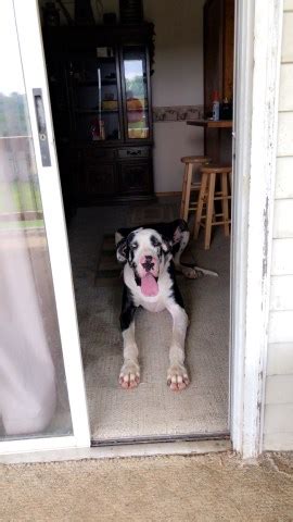 Merle female gina fioravanti new owner brenda pittsburgh, pa. Caleb Lichtenfels, Great Dane Breeder in Robinson pa ...