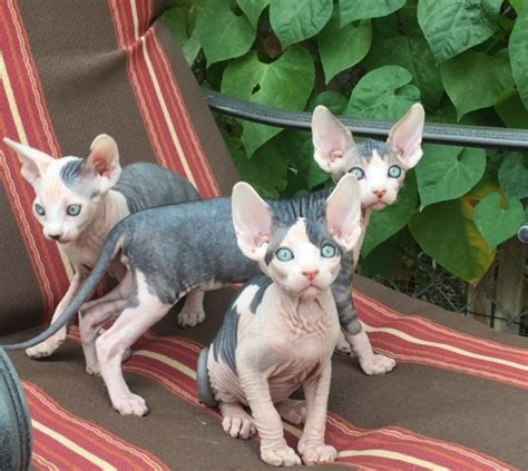 Kittens for sale and adoption directly from the breeder or cattery. Sphynx Kitten For Sale Near Me - slideshare