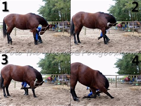 How to tame a horse! Trick Training - Teach Your Horse to Bow