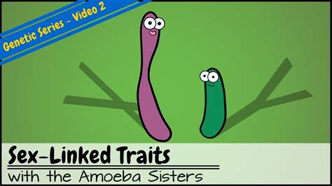 Video recap multiple alleles (blood types) amoeba sisters video recap: Punnett Squares and Sex-Linked Traits - YouTube