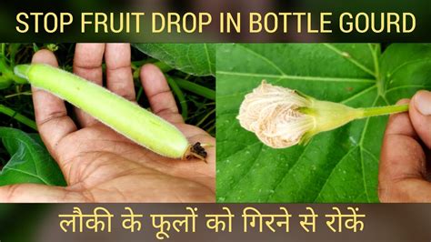 Posted by admin on january 29th, 2013 | no comments. Stop fruit drop in bottle gourd, लौकी के पौधे से फूलों का ...