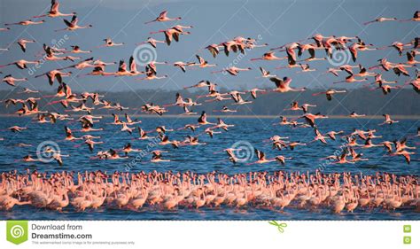 Ob 15 häuser oder 13 apartments/wohnungen in einer anlage. Enorme Menge Des Flamingostarts Kenia Afrika Nakuru ...