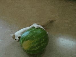 With tenor, maker of gif keyboard, add popular man eating watermelon gif animated gifs to your conversations. Cat Licking Watermelon GIFs - Find & Share on GIPHY