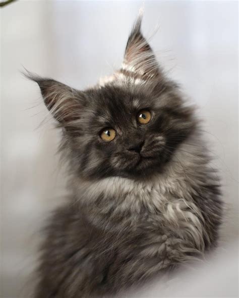 Find your russian blue kitten from our list of russian blue cat breeders located internationally. Pin on Maine Coon Cats