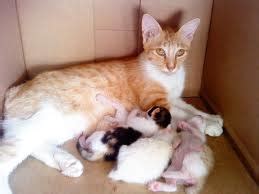 Anak ayam tumbuh dalam telur sampai keluar dan telur ayam bisa menetas saat dierami oleh dinduknya. Nur Laila Jamil: Bahan Ajar-IPA-SD-Mahluk Hidup