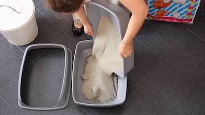 Check spelling or type a new query. How Often Should You Change Cat Litter? - Cat Loves Best