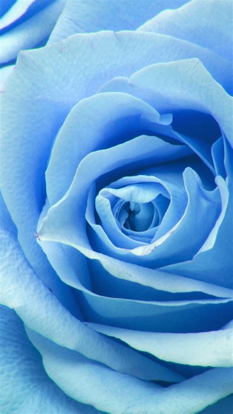 Light blue flowers ringtones and wallpapers. ne44-flower-blue-rose-zoom-love-wallpaper