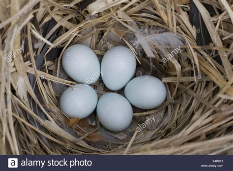 It is a daily process. European starling eggs Stock Photo: 278329829 - Alamy