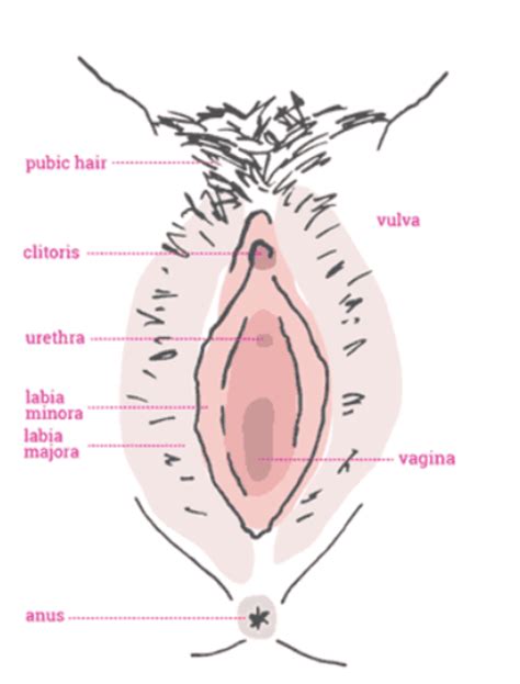 If you mess with one of these you will get hurt pretty badly. Labia Minora - Function, Structure, Pictures and Related ...