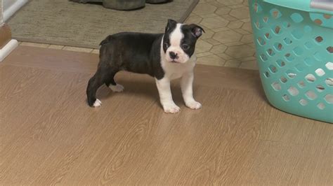 Sweet pictures of boston terrier puppies. Barb Miller's Boston Terrier Puppies! - YouTube