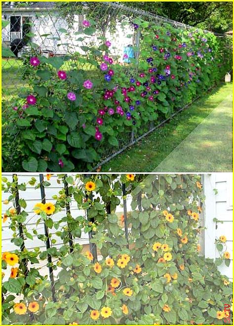 If you are inspired by these ideas for since morning glories are annuals in most climates, i think they could dress us an ivy wall really well… but you are right, when they die back in the winter. Colorful plants wall such as morning glory and blackeyed ...