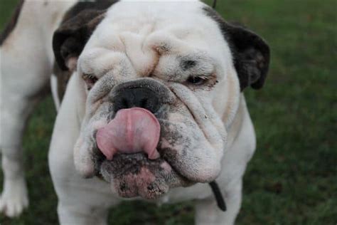 This is not a docked breed, however, and the little nubbin of a tail you see today was what the bulldog was born with. English Bulldog Tail Amputation http ...