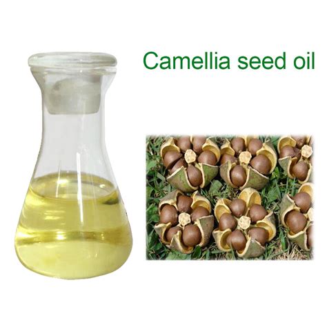 Jul 20, 2017 · the camellia oleifera seed oil is also known as tea seed oil. Massage Use Base Oil Camellia Oleifera Seed Oil - Buy Camellia Oleifera Seed Oil,Base Oil ...