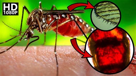 Share to twitter share to facebook share to pinterest. Mosquito Under Microscope (Blood, Wings + MORE) - YouTube