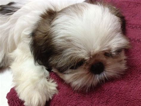 See some happy adopters and adopted cats. Mini Shih Tzu For Sale FOR SALE ADOPTION in Singapore ...