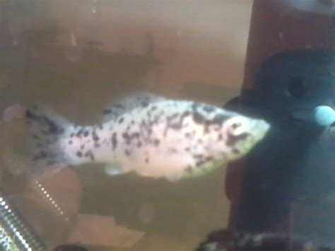 So how do you tell if your platy is a male or female? Hi Can Someone Tell Me Why My Two Male Balloon Molly's Are ...