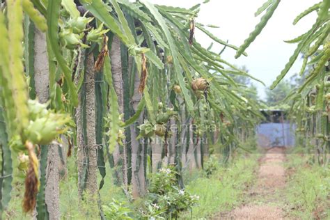 Indian dragon fruit tree images. Dragon fruit Farm, Dragon Fruit Plant,Best Image for ...