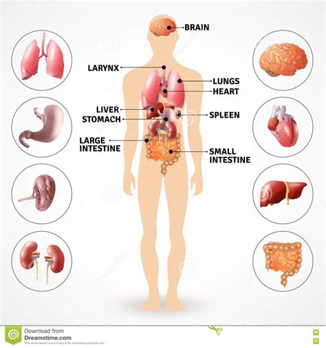 Oggi scopriremo quali sono gli organi del corpo umano e come funziona questo complesso meccanismo. Organi umani di anatomia illustrazione vettoriale ...