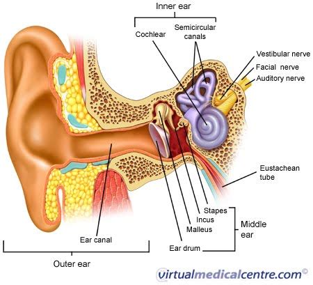 Struktur telinga manusia, mekanisme mendengar, kelainan dan cara menjaga kesehatan telinga. A story.....: TANDA TELINGA BERDESING